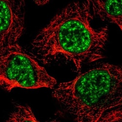 PRPF4B Antibody, Novus Biologicals:Antibodies:Primary Antibodies